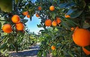 Sur la route des orangers