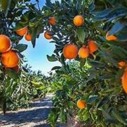 Sur la route des orangers